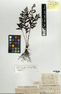 Image of Trichomanes hostmannianum