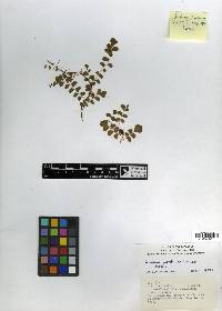 Image of Lindsaea jarrettiana