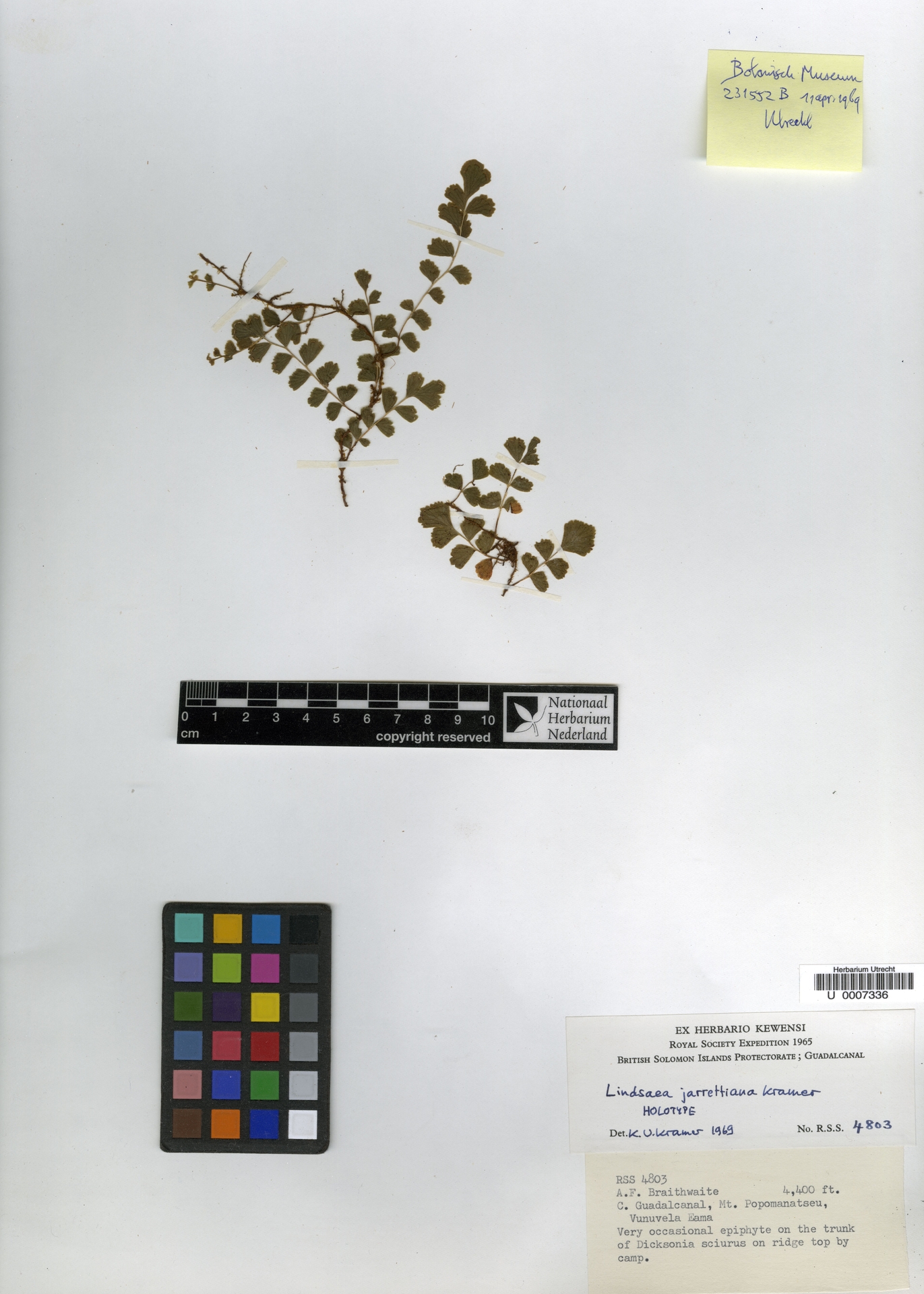 Lindsaea jarrettiana image