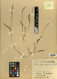 Image of Ophioglossum gramineum