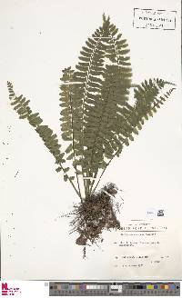 Asplenium pteropus image