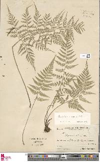 Asplenium gastonis image