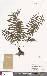 Asplenium auriculatum image