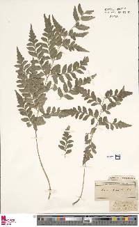 Asplenium dimorphum image