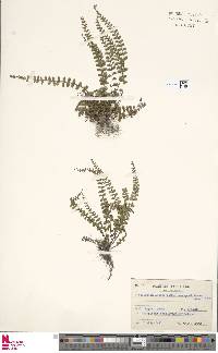 Asplenium tripteropus image