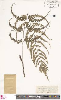 Asplenium shikokianum image