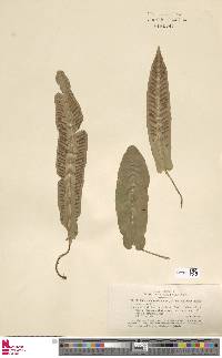 Asplenium scolopendrium subsp. scolopendrium image