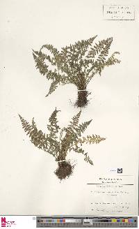 Asplenium fontanum subsp. fontanum image