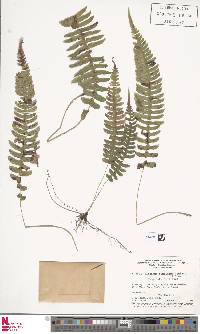 Blechnum confluens image