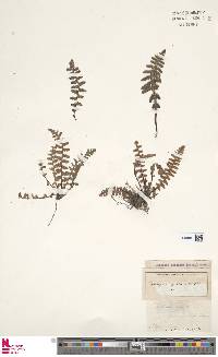 Asplenium cordatum image