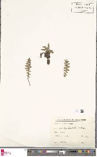 Asplenium dalhousiae image