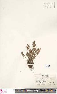 Asplenium ceterach subsp. ceterach image