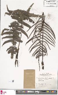 Austroblechnum divergens image