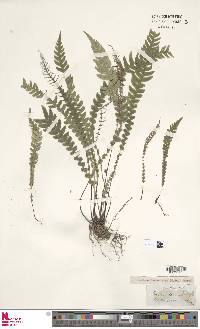 Blechnum lanceola image