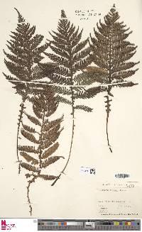 Diploblechnum fraseri image