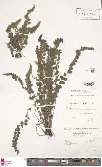 Cranfillia fluviatilis image