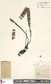 Blechnum arcuatum image