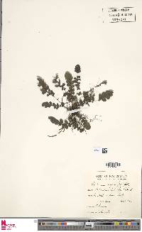 Cranfillia nigra image