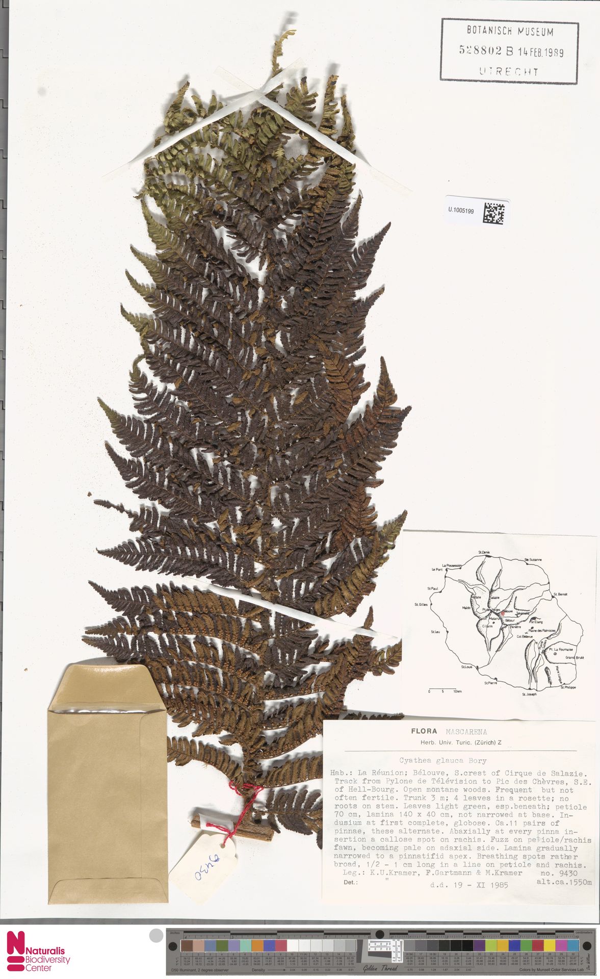 Alsophila glaucifolia image