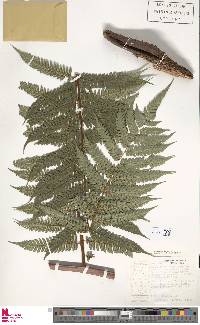 Cyathea aspera image