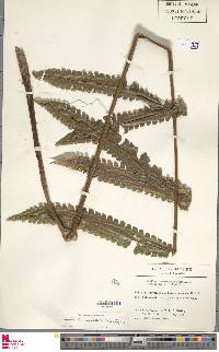 Cyathea spectabilis image