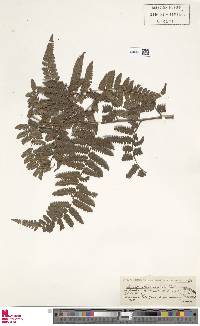 Cyathea atrovirens image