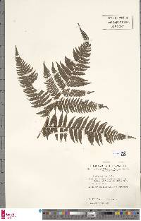 Alsophila manniana image