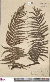 Cyathea mexiae image