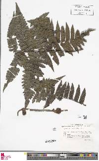 Cyathea cyatheoides image