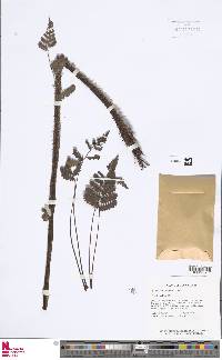Cyathea traillii image