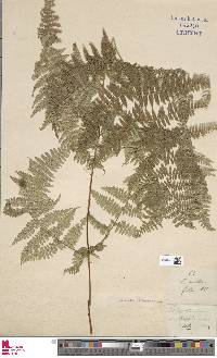 Tomophyllum millefolium image