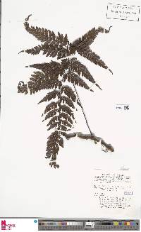 Davallia epiphylla image
