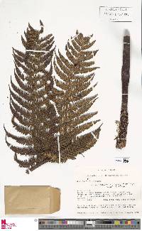 Cyathea frigida image