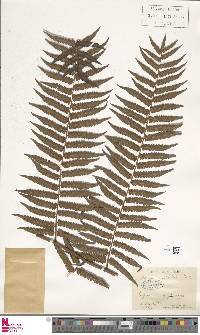 Cyathea atrovirens image