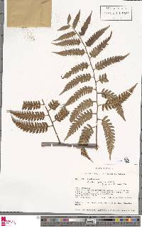 Image of Cyathea gracilis