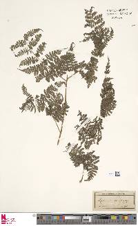 Asplenium viride image