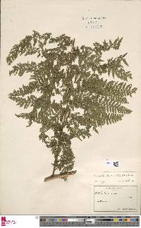 Dennstaedtia cicutaria image