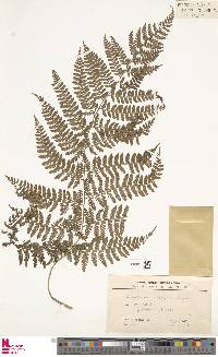 Athyrium tozanense image