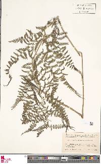 Athyrium deltoidofrons image