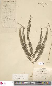 Lindsaea lobata image