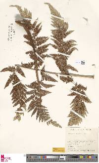 Image of Dicksonia lanata