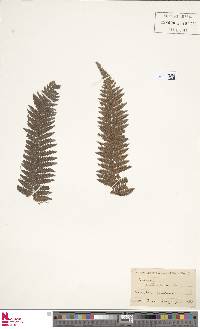 Dicksonia antarctica image