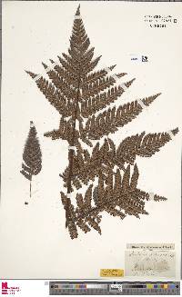 Dicksonia arborescens image