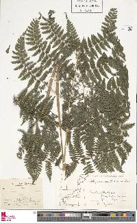 Athyrium deltoidofrons image