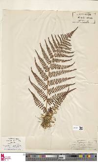 Dryopteris cochleata image