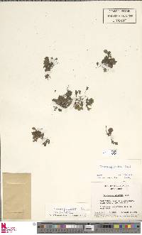 Didymoglossum punctatum subsp. punctatum image