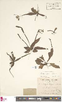 Tectaria prolifera image