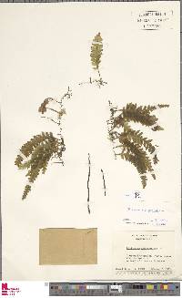 Trichomanes polypodioides image