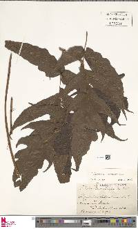 Lomariopsis brackenridgei image
