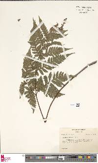Tectaria stearnsii image